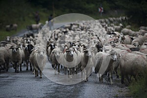 Sheep breeding and nomadic shepherds in Romania