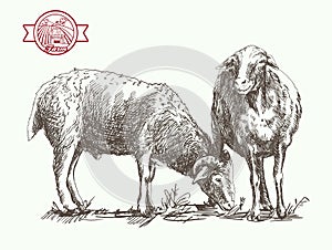 Sheep breeding sketch