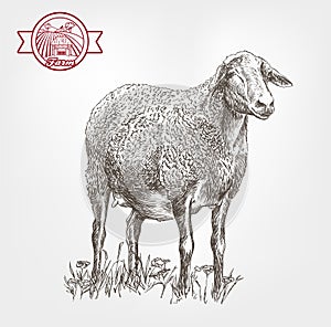 Sheep breeding sketch