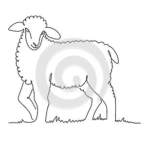 sheep breeding. a young lamb grazes in the meadow. vector illustration isolated on white background