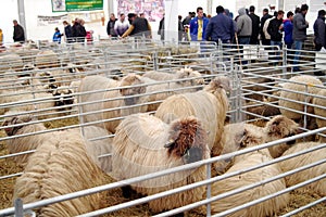 Sheep on International Fair of products and equipment for agriculture, horticulture, viticulture and livestock INDAGRA - Romania