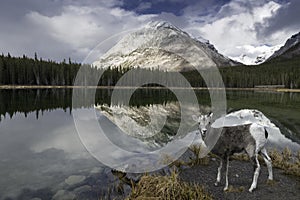 Sheep at Buller Pond