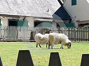 Sheep at Busch Gardens in Virginia