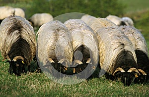 Sheep called Manech a Tete Noire, a French Breed, Herd eating Grass