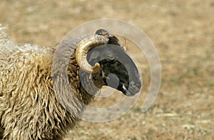 Sheep called Manech a Tete Noire, a French Breed, Portrait of Ram photo