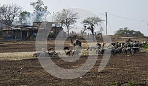 Sheep and Camel of Rajasthani  Maldhari Shepard