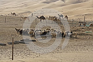 Sheep and camels at Liwa sand dunes, Abu Dhabi