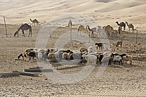 Sheep and camels at Liwa sand dunes, Abu Dhabi