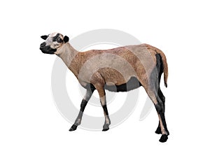 Sheep  cameroon isolated on white