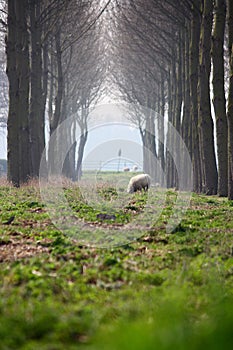 Sheep and canopy photo