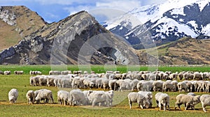 Sheep at Castle Hill, New Zealand photo