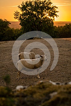 Sheep cattle raising in the causses in France