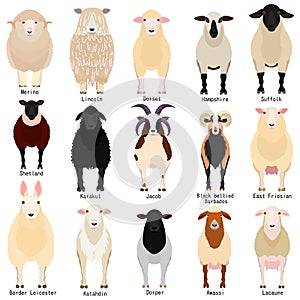 Sheep chart with breeds name photo