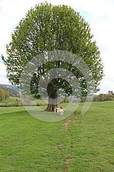 Sheep On The Chatsworth Estate, Derbyshire