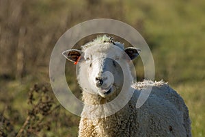 Sheep Chewing Cud