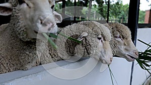 Sheep chewing the cud closeup