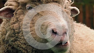 Sheep Chewing The Cud Closeup