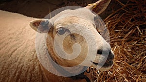 Sheep Chewing Hay In Barn Closeup