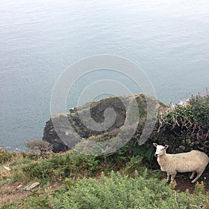 Sheep by cliff