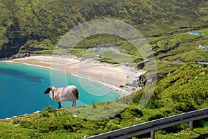 Sheep on a cliff in focus, Keem beach out of focus, Achill island in county Mayo, Ireland, warm sunny day. Clear blue sky and