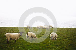 Sheep on cliffs of Downpatrick Head in Ireland