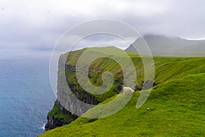 Sheep of the cliffs og GjÃ³gv gorge, geo, Eysturoy island, Faroe Islands. Set in a spectacular natural setting with a long ocean