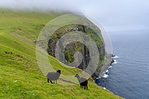 Sheep of the cliffs og GjÃ³gv gorge, geo, Eysturoy island, Faroe Islands. Set in a spectacular natural setting with a long ocean