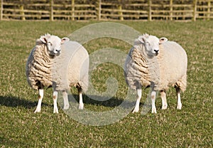 Sheep Cloning photo