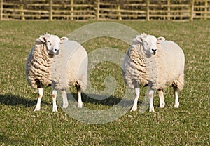 Sheep Cloning