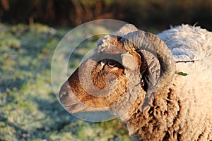 Sheep close-up