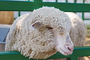 Sheep close up behind the fence in outside. Thick coat wool of sheep