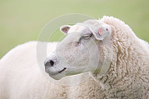 Sheep closeup