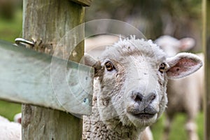 Sheep Closeup