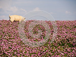 Sheep in Clover