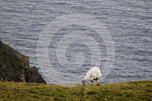 Sheep in the coast of Ireland