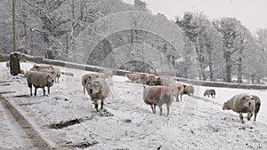 Sheep on a cold snowy day.