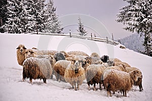 Sheep in a cold white winter landscape