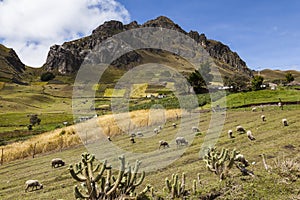 Sheep, colorful crops and rocky peaks near Zumbahua photo