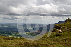 Sheep in Comeragh mountains