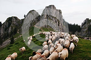 Sheep coming down the mountain