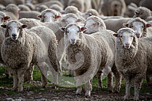 Sheep contained in sheep yards waiting to be drenched, look up curiously