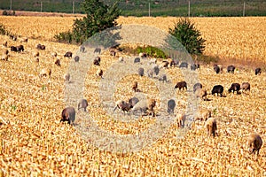 Sheep on the cornfield