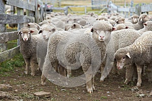 Sheep in a Corral