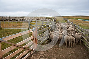 Sheep in a Corral