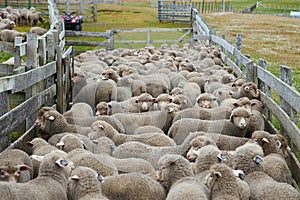 Sheep in a Corral