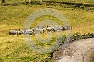 Sheep in a corral photo