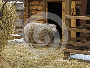 Sheep in a corral near barn.