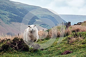 Sheep in countryside brecon beacons national park