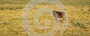 Sheep at countryside landscape, maldonado, uruguay photo