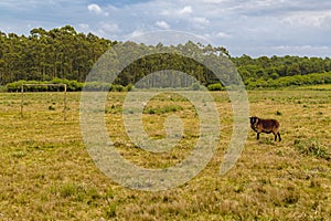 Sheep at countryside landscape, maldonado, uruguay photo